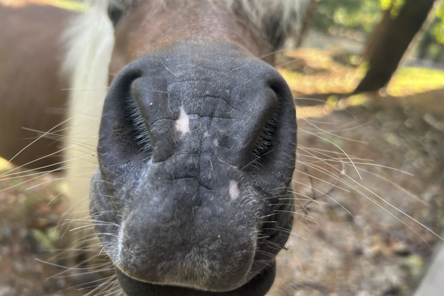 A horse's nose shown up close.